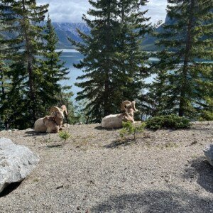 Banff, Alberta: Picture Perfection img 3583